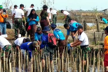 TNI AL tanam ribuan mangrove atasi abrasi
