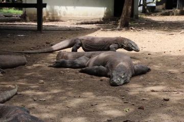 Tiket masuk ke Pulau Komodo akan dipatok Rp14 juta