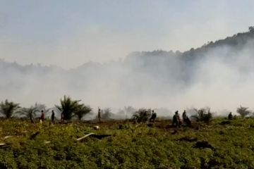 Ratusan hektare lahan gambut di Koltim kembali terbakar