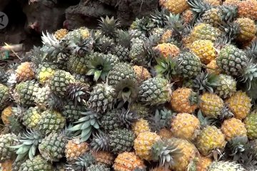 Manisnya nanas madu Pemalang hingga ke luar negeri