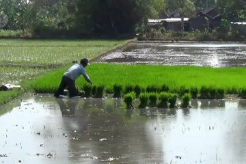 Petrokimia Gresik jamin ketersedian pupuk bersubsidi