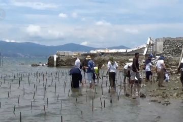 Setahun gempa Palu, 1.000 bibit mangrove ditanami