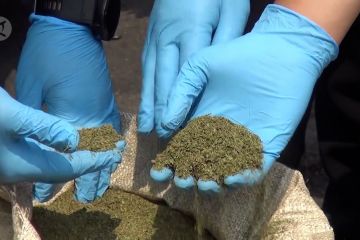 Ternyata daun kratom belum masuk UU Narkotika