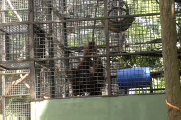 Dua orangutan berhasil dikembailkan ke habitat asal