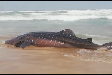 Seekor ikan hiu paus terdampar di perairan Lebak