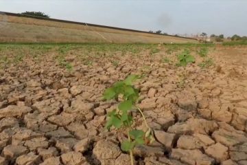 Warga Madiun tanam sayur di waduk kering