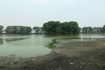 Danau Tasikardi di Serang Banten mengering akibat kemarau