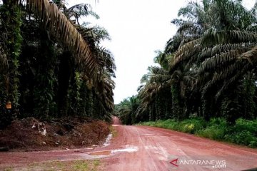 Kalteng dukung KLHK tertibkan perusahaan perkebunan langgar aturan