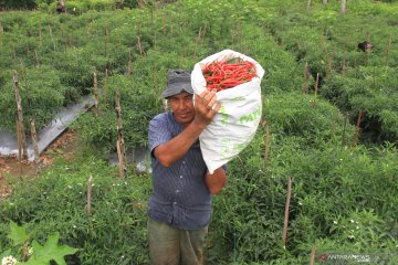 Batam targetkan produksi cabai merah dua ton per hari
