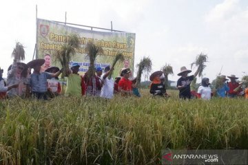 Pencetakan sawah baru di Kalteng dapat picu masalah lingkungan hidup