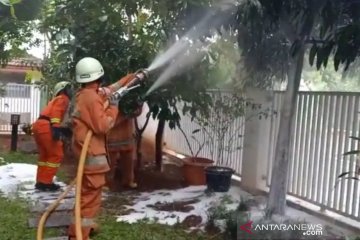 Petugas Damkar evakuasi sarang tawon resahkan warga Rawamangun