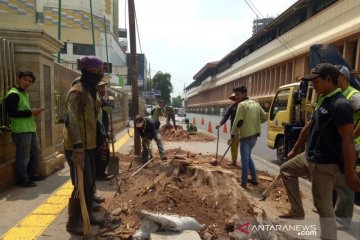 DPRD pertanyakan koordinasi pembabatan pohon besar Cikini