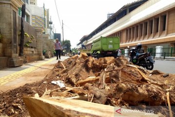 Penebangan pohon di Cikini untuk peremajaan