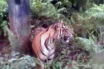 BBKSDA Riau pasang peringatan dan berbagi tips hindari harimau