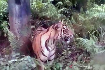 Harimau sumatera berkeliaran dekat fasilitas minyak di Siak Riau