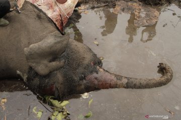 11 petugas KLHK selidiki kasus gajah mati di konsesi Arara Abadi