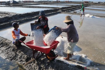 Harga garam di Madura anjlok