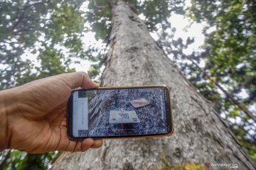 Identifikasi pohon rawan tumbang