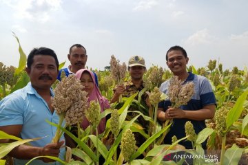 Renungan HPS XXXIX, saatnya kembali ke pangan lokal