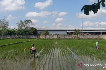 PKT nyatakan tidak ada kelangkaan pupuk di NTB