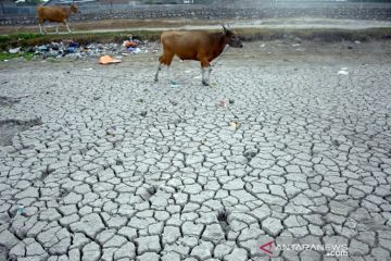 Akibat musim kemarau panjang