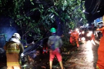 Pohon tumbang timpa rumah dan kabel listrik di Jaktim