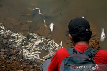 Ikan mati akibat cuaca ekstrim