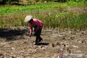 Lima kawasan transmigrasi di Gorontalo jadi prioritas nasional