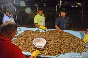 Pelaku usaha apresiasi KKP fokus kembangkan komoditas udang