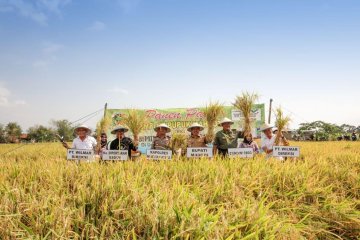 Pupuk Mahkota tingkatkan produksi padi hingga 20 persen