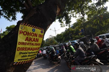 Setelah di Cikini, kini giliran pohon-pohon di Kramat Raya ditebang