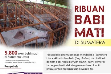 Ribuan babi mati di Sumatera