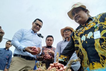 Kementan tantang produsen penuhi kebutuhan benih bawang merah