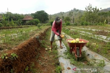 399 hektare lahan padi Gunung Kidul terancam puso, bulir gabah kosong