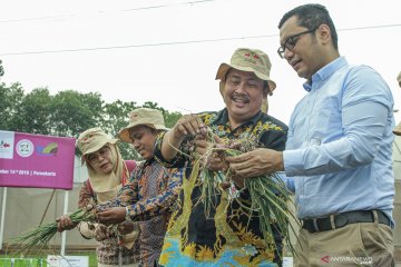 Inovasi budidaya bawang merah