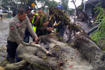 Jalur Purwokerto-Bandung macet akibat pohon tumbang