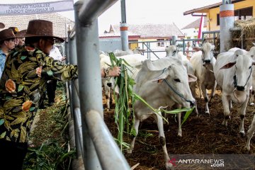 Ini sebab Mentan jadikan Kabupaten Pasuruan percontohan produksi sapi