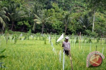 Pemprov Sumsel lakukan pemetaan geospasial untuk ukur luas sawah