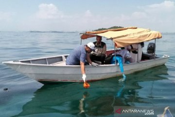 Limbah minyak berkurang, turis asing aktif snorkeling lagi di Bintan