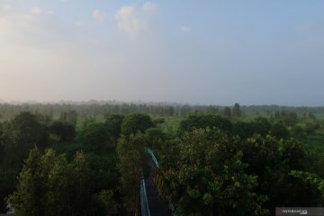 Orang-orang di jantung bisnis restorasi hutan