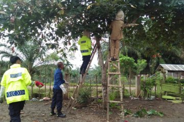 Ulat bulu serbu satu sekolah di Agam, murid terpaksa dipulangkan