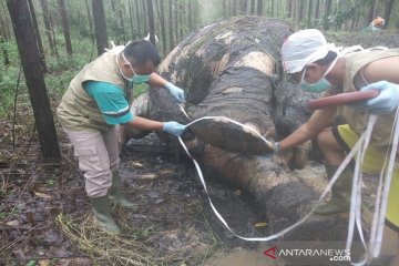 Gajah mati di konsesi Arara Abadi Riau korban perburuan gading