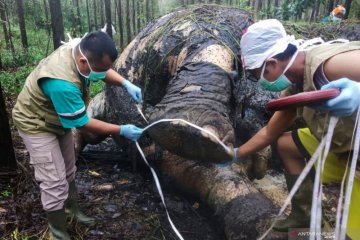 Otopsi gajah korban perburuan gading