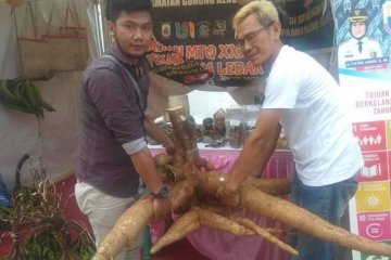 Singkong raksasa jadi primadona pengunjung pameran di Lebak