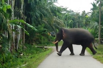 Gajah mengamuk dan rusak pagar masjid di pedalaman Aceh Barat