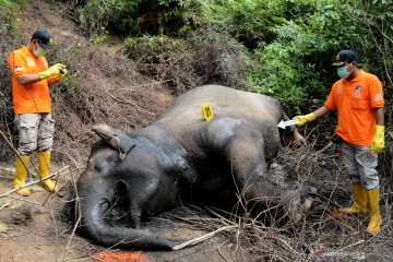 Gajah Sumatra ditemukan mati di area perkebunan sawit