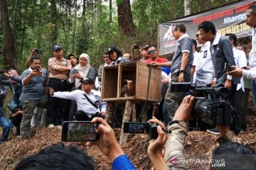 Menurun drastis populasi elang Jawa di Gunung Ijen, sebut BKSDA