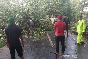 Delapan pohon tumbang akibat angin kencang di Mataram