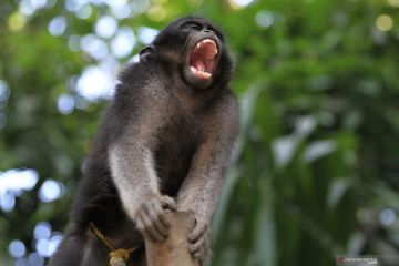 ANAK KERA HITAM DIIKAT WARGA