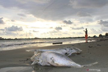 Ratusan bangkai ikan berserakan di pantai Aceh Barat